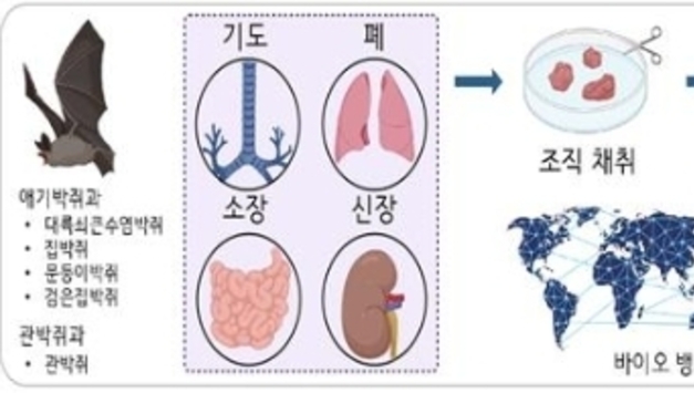 팬데믹 막는다…韓연구팀, 대규모 박쥐 인공장기 '오가노이드' 구축