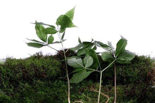국립산림과학원 '산양삼 추출물, 근력개선 효과' 확인…특허출원