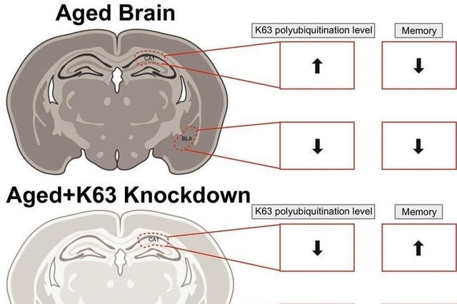 "노화된 뇌의 기억력 저하 되돌릴 수 있다…쥐 실험 확인"