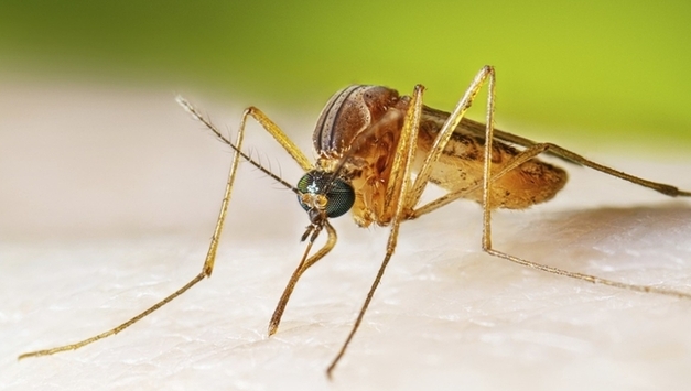 후끈해진 한반도에 '열대집모기' 터 잡았나…제주서 첫 발견