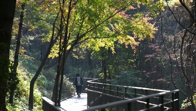 개통 1주년 남산자락숲길…'도심 속 힐링 로드' 자리매김