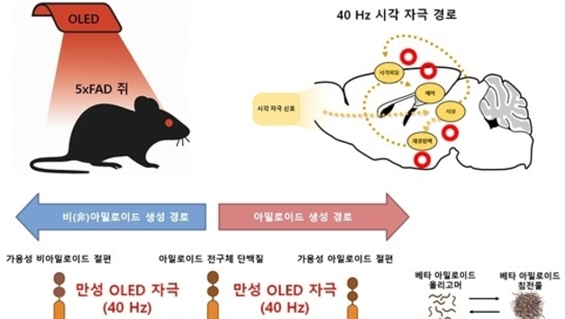 '치매 기억되살린다' KAIST "적색 OLED로 아밀로이드 베타 감소"