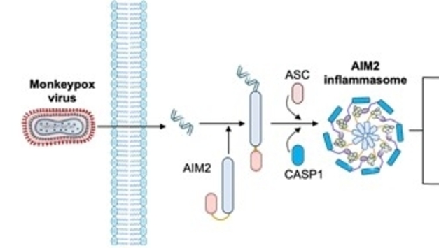 원숭이두창(엠폭스) 감염 중증화 '방아쇠' 단백질 찾았다