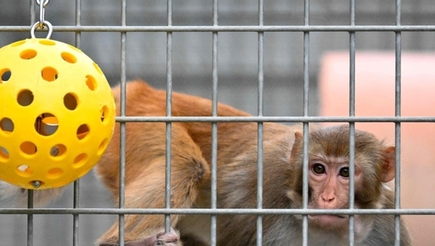 美FDA, 신약개발 위한 실험용 원숭이 사용 감축 계획 발표