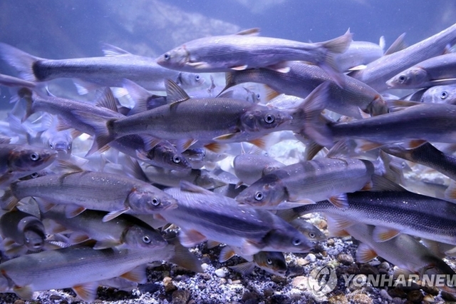 장내 기생충 발견율 소폭 감소…60대 남성이 9로 '최대'