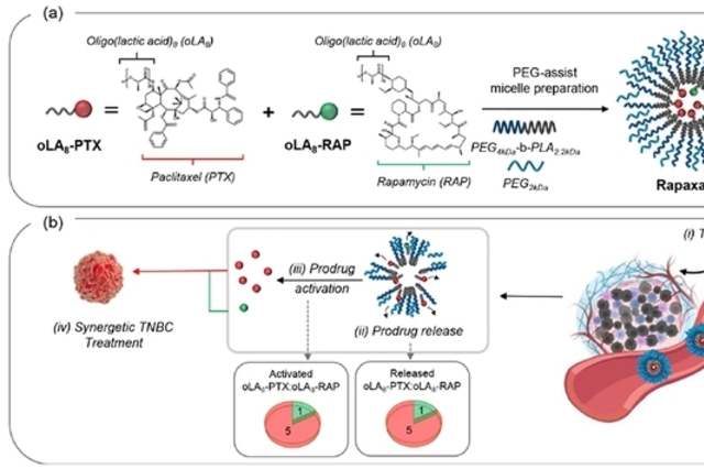 단국대 강래형 교수팀, 난치성 유방암 치료 나노 약물 개발