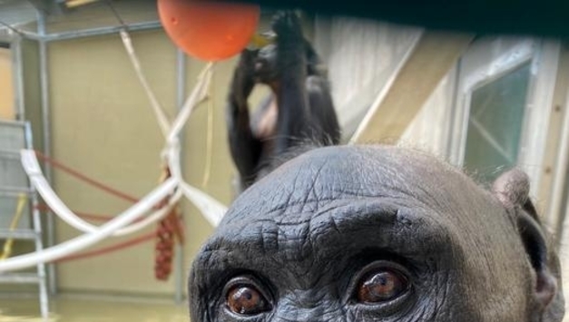 "유인원도 인간처럼 상상한다…'가상놀이' 인간 전유물 아니다"