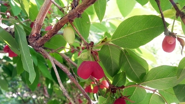 2월의 정원식물 '길마가지나무'…"봄 향기 먼저 전달"