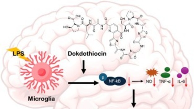 독도 미생물서 추출 '독도티오신'…뇌 속 염증 억제 효능