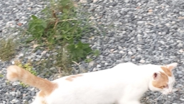 "함부로 옮기지 마세요"…'길고양이 돌봄 가이드라인' 개정