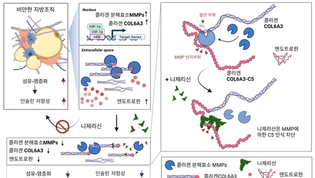 "비만 관련 대사질환 부르는 물질, 천연약물로 생성 막는다"