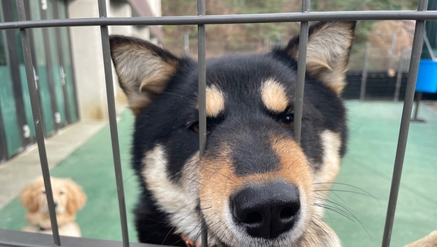 함께 살 준비 되셨나요?…"유기·사고 줄일 공존방법 찾아야"
