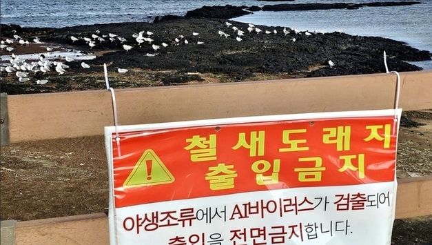 질병청 "유럽서도 AI인체감염…가금류·길고양이 접촉 자제해야"