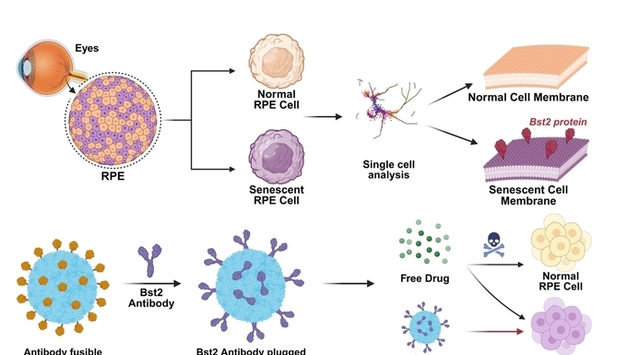 "노화 망막세포에만 약물 주입해 황반변성 시각 기능 회복"