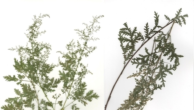 한약재 청호·한인진, 유전자마커로 빠르고 정확하게 가려낸다