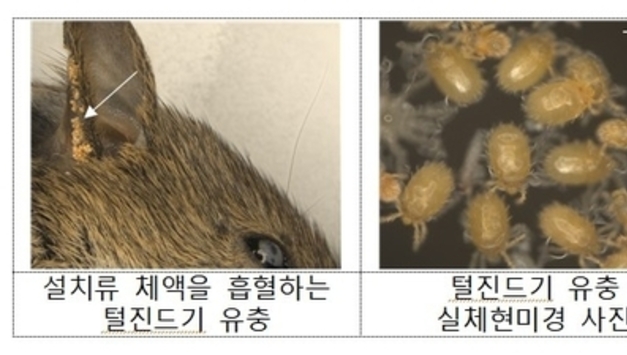 농진청, 진드기 감염병 주의 당부…예방 수칙 배포