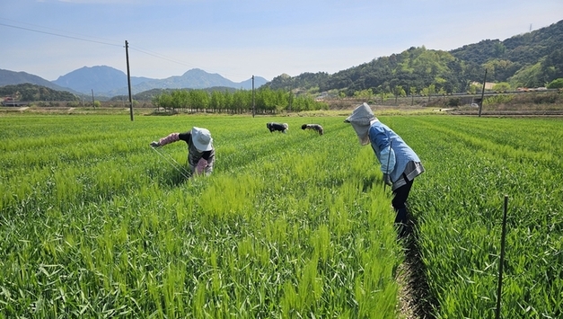 농진청, 새싹보리 '혜누리' 보급 확대…간 기능 개선에 효능