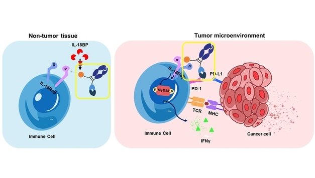 갤럭스, AACR 2026서 AI 설계 이중항체 면역항암제 전임상 결과 발표