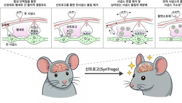 뇌 회로 편집해 기억력 높인다…IBS, '신트로고' 기술 개발