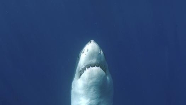 "해수 온난화가 참치·상어 위협…바다 더워지면 과열 위험"
