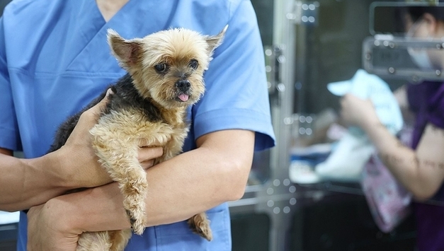 반려동물 '병원비 공포'…수의·보험업계 충돌에 펫보험 정체