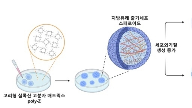KAIST, 3차원 줄기세포 배양 기술 개발…생존력·치료 효과 향상