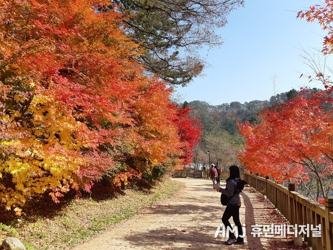 강원도 오대산 월정사 단풍