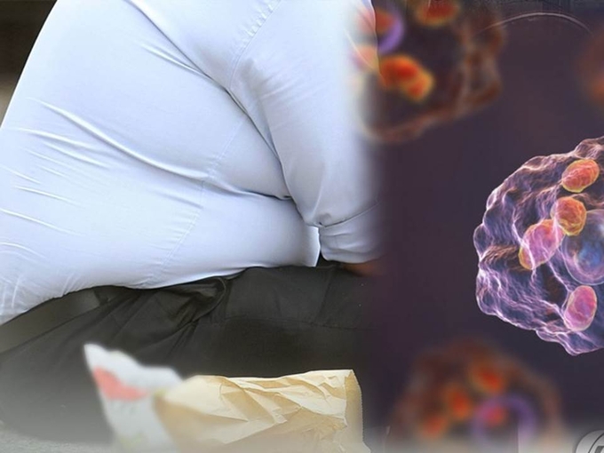 대식세포가 비만과 체중 조절에 역할(사진 합성)