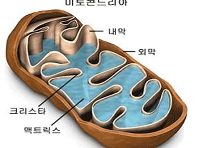 미토콘드리아