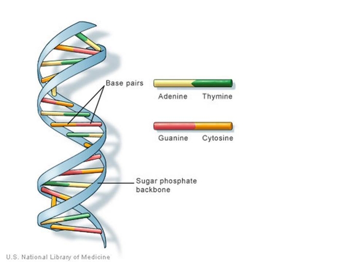DNA 구조