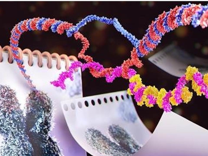 텔로미어의 길이를 제어하는 비암호화 RNA TERRA<br>
TERRA라는 비암호화(noncoding) RNA가 염색체 말단의 텔로미어에 축적되는 메커니즘을 보여주는 그래픽.