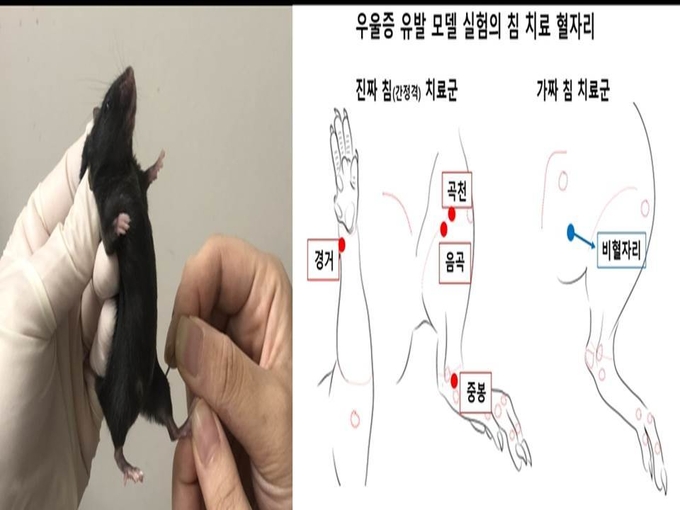 생쥐 우울증 조사