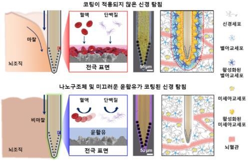 코팅이 적용되지 않은 신경 탐침(위)과 적용된 신경 탐침(아래)의 뇌조직과의 마찰 특성과 생물 부착 특성을 비교한 개략도. 한국과학기술연구원(KIST) 조일주 연구팀과 연세대학교 서정목 교수 연구팀이 개발한 코팅이 적용된 신경탐침(아래)의 경우 대조군(위) 대비 미세아교세포 등 뇌면역세포의 활성과 세포부착이 현저히 적음을 확인할 수 있다