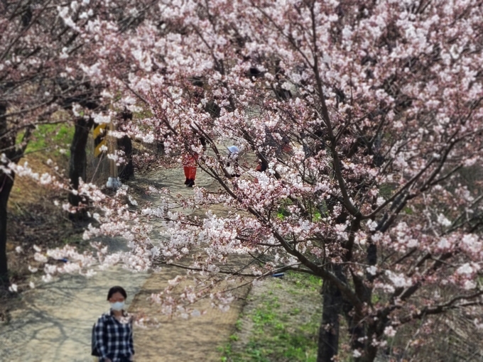 수원 황구지천 멎꽃