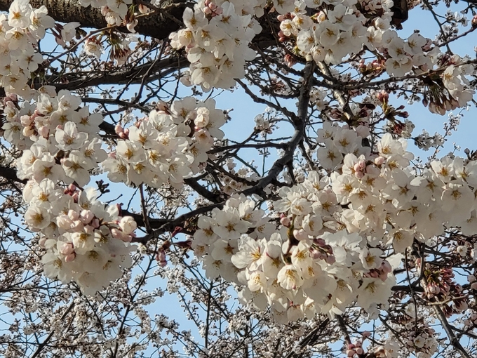 벚꽃