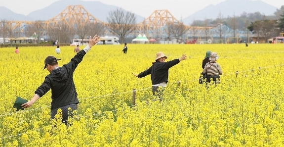 <strong>창녕 유채꽃 축제</strong>