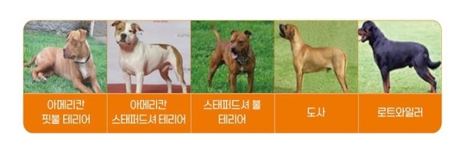<strong>맹견 5종</strong><br>
[제주도 제공.재판매 및 DB 금지]